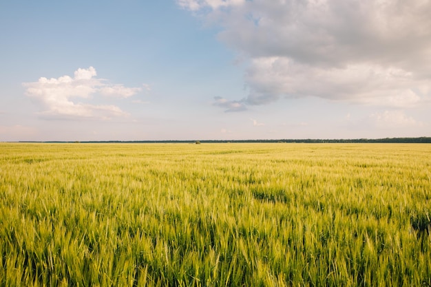 Landschaft eines Feldes von jungem frischem Weizen in der Ukraine