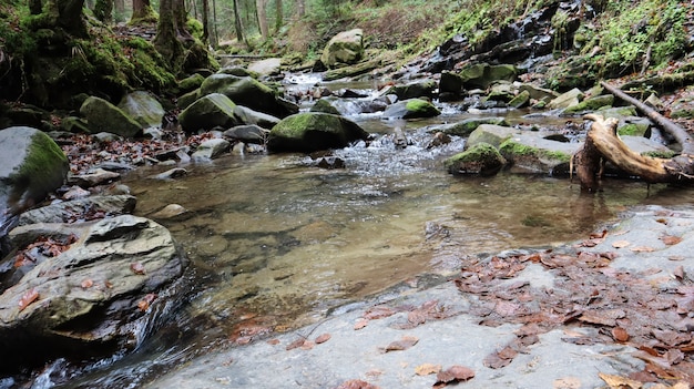 Landschaft eines Gebirgsflusses im Wald im Frühherbst und im Spätsommer. Wasser in einem natürlichen Bach. schöner und entspannender Wald mit einem Fluss. Fluss tief im Bergwald. Naturzusammensetzung.