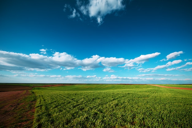 Landschaft eines grünen Feldes und des blauen Himmels