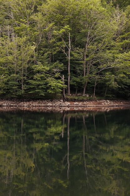 Landschaft eines grünen Waldes spiegelt sich im ruhigen Wasser des Sees