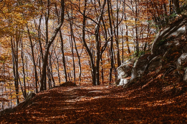 Landschaft eines Herbstwaldes bei Sonnenuntergang