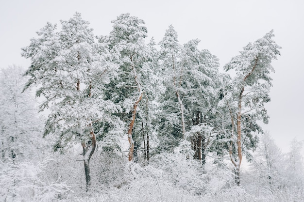 Landschaft eines schneebedeckten Kiefernwaldes in einem Schneefall