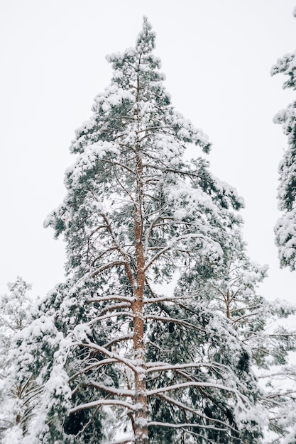 Landschaft eines schneebedeckten Kiefernwaldes in einem Schneefall