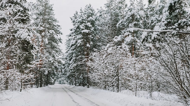 Landschaft eines schneebedeckten Kiefernwaldes in einem Schneefall