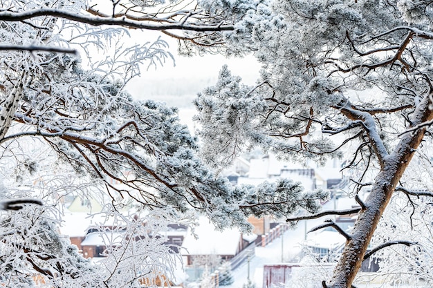 Landschaft eines schönen kleinen Dorfes von Holzhäusern durch schneebedeckte Zweige von Kiefern