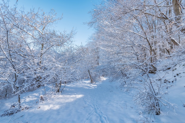 Landschaft eines schönen schneebedeckten Winterwaldes