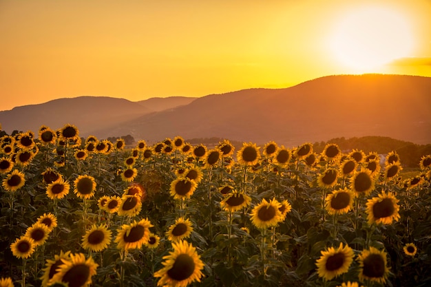 Landschaft eines Sonnenblumenfeldes während eines wunderschönen goldenen Sonnenuntergangs auf dem Land