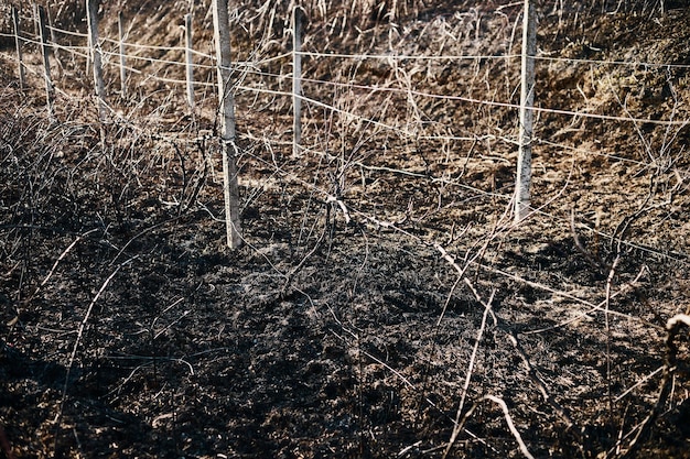 Landschaft eines verbrannten Weinbergs nach einem Brand