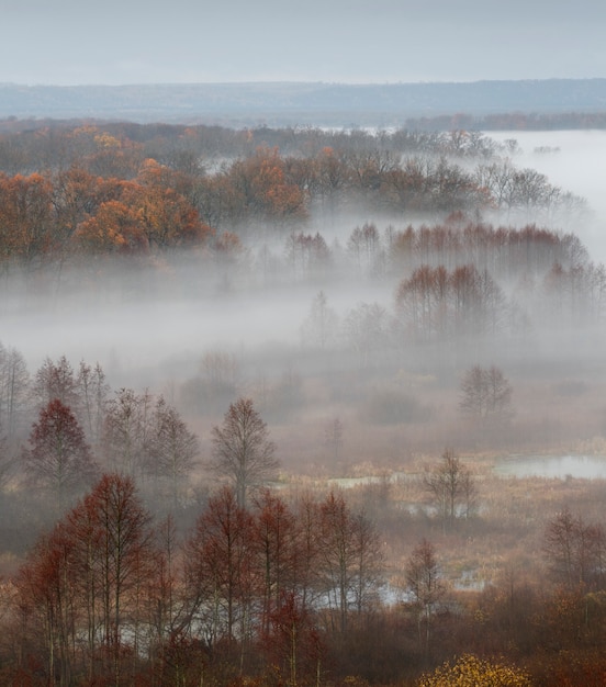 Foto landschaft eines waldes im herbst mit hohen bäumen