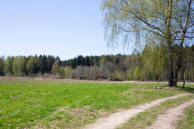 Landschaft eines Weges zu einem Wald