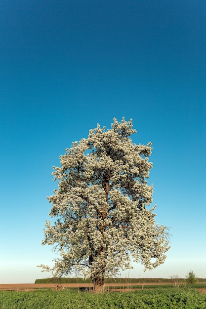 Landschaft Einsamer blühender Birnbaum gegen den blauen Himmel Frühling Sommer