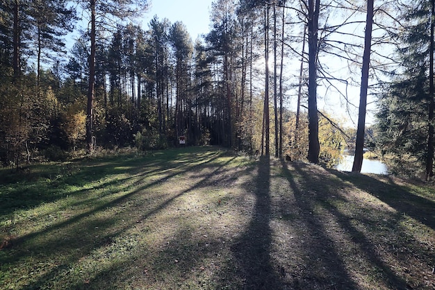 landschaft frühling wald hintergrund natur