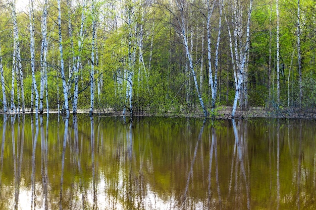 Landschaft - Frühlingsbaum bei Hochwasser überflutet