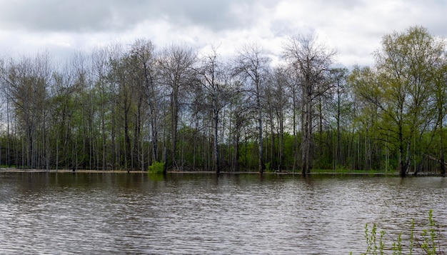 Landschaft - Frühlingswald bei Hochwasser überflutet