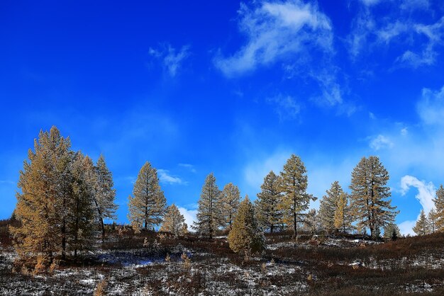 landschaft gelbe lärche schöner herbstwald, ökologie klimawandel