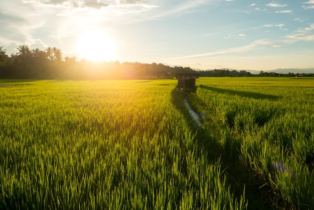 Landschaft Grünes Reisfeld Regenzeit und Sonnenuntergang schöne Naturlandschaft