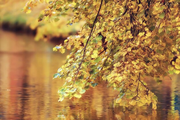 Landschaft Herbstteich / gelbe Bäume im Park in der Nähe des Teiches, Landschaft Natur Oktober Herbst