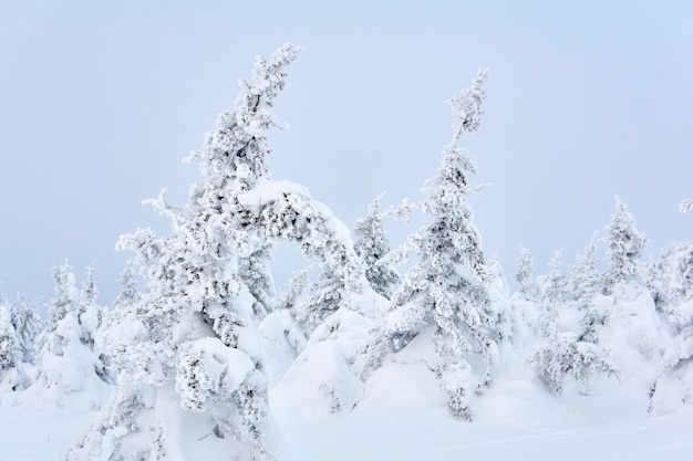 Landschaft, Hintergrund - schneebedeckte Bergnadelbäume auf einem Hintergrund des hellen Winterhimmels