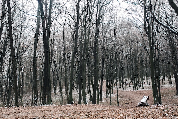 Landschaft Horizont Wald Licht still