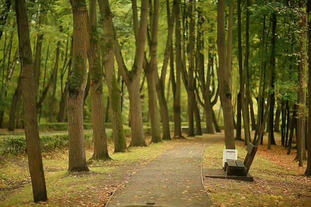 Landschaft im Herbstparkbank / schöne Gartenbank, Ruhekonzept, niemand im Herbstpark, Landschaftshintergrund, Herbst