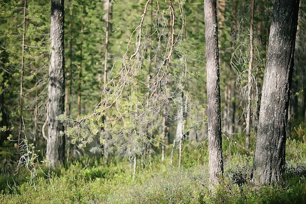 Landschaft im Sommer Wald / grüne Bäume Sommeransicht, Wandern im Wald, sonniger Tag