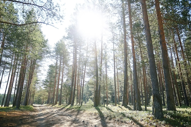 Landschaft im Sommerwald / grüne Bäume Sommeransicht, Wandern im Wald, sonniger Tag