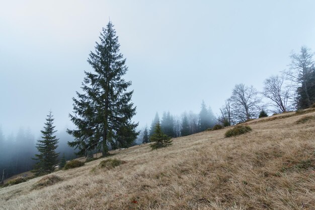 Landschaft in den Bergen im Nebel Karpaten Die Baumkronen ragen aus dem Nebel