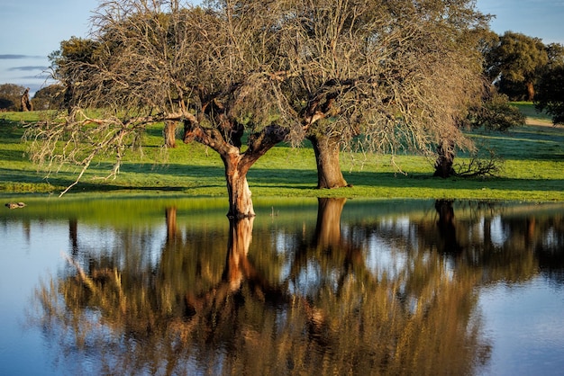 Landschaft in der Nähe von Arroyo de la Luz. Extremadura. Spanien.