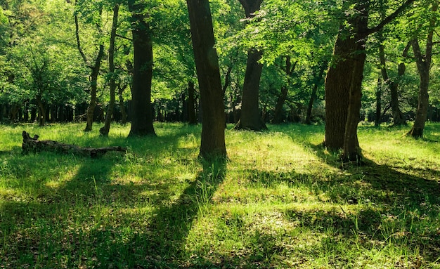 Landschaft in einem Eichenwald an einem sonnigen Tag