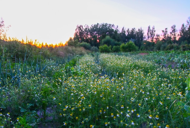 Landschaft in Lettland Malerische Aussicht auf die Natur im Abendlicht Sommerzeit auf dem Land