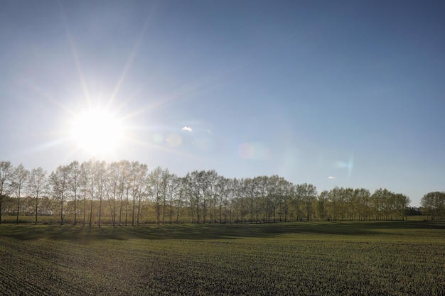 Landschaft ist Sommer Grüne Bäume und Gras in einer ländlichen Landschaft Natur Sommertag Blätter an den Büschen