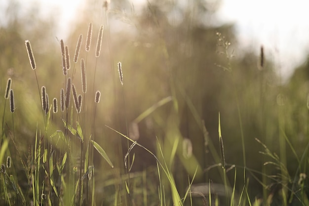 Landschaft ist Sommer. Grüne Bäume und Gras in einer Landschaftslandschaft. Natursommertag. Blätter an Büschen.