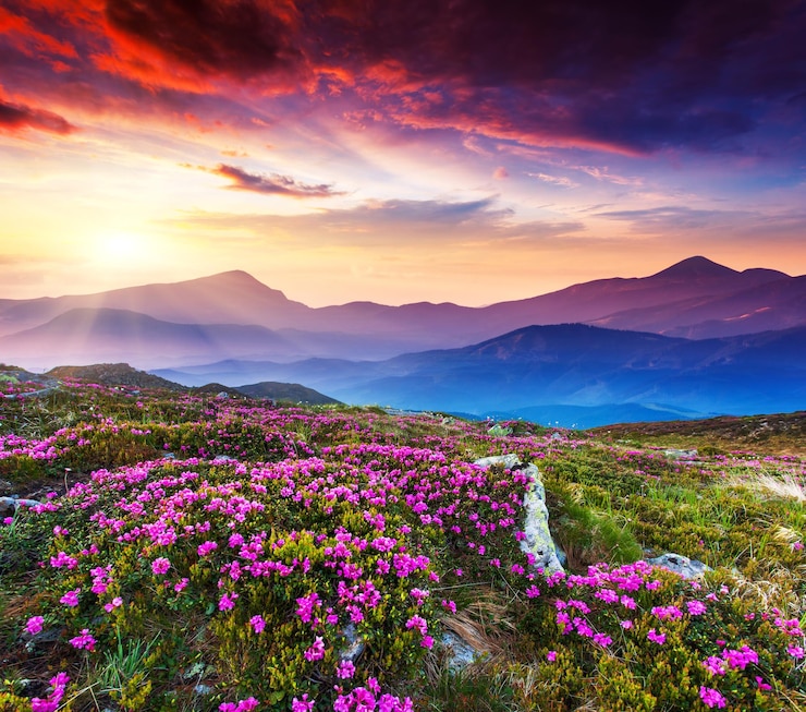 Landschaft keine Menschen im Freien Blumenfeld Himmel Wolken Berg Blumenfeld