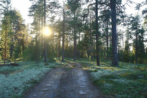 Landschaft Kiefernwald / Taiga, Urwald, Landschaft Natur Sommer