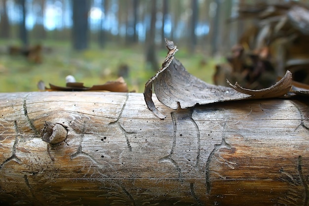 Landschaft Kiefernwald / Taiga, Urwald, Landschaft Natur Sommer