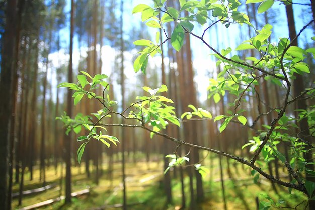 Landschaft Kiefernwald / Taiga, Urwald, Landschaft Natur Sommer