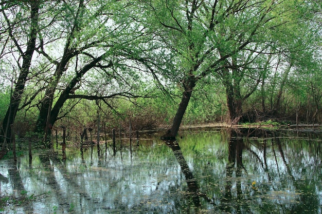 Landschaft mit Überschwemmungen im Sumpfgebiet im Frühling Frühlingsansicht Wasserlandschaft Überschwemmung mit Weidenkätzchen und Büschen