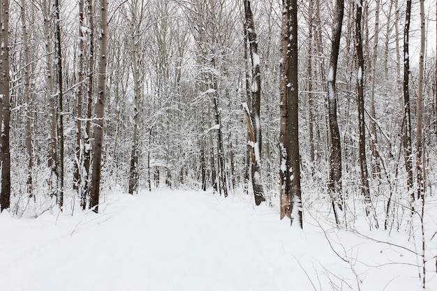 Landschaft mit Blick auf den schneebedeckten Winterwald