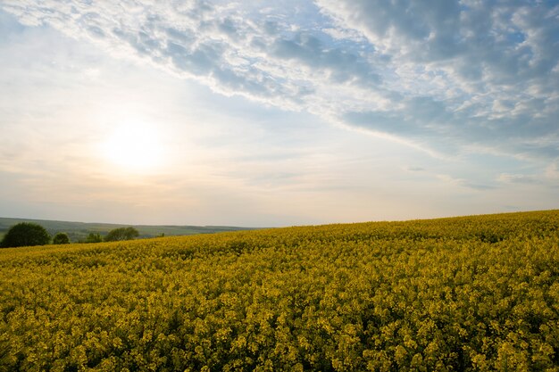 Landschaft mit blühendem gelbem Rapsland