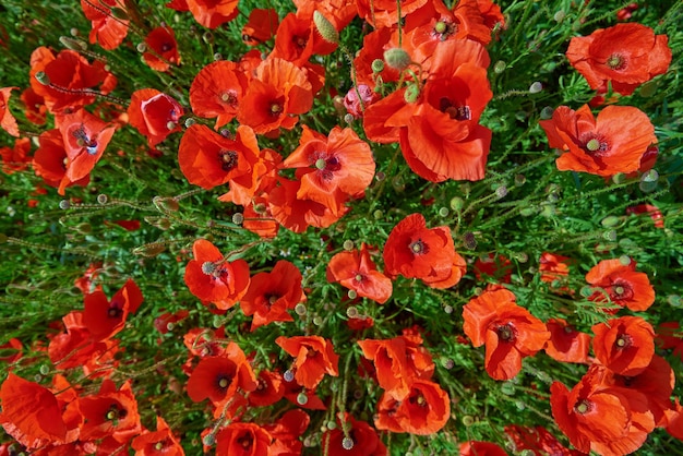 Landschaft mit blühenden Mohnblumen