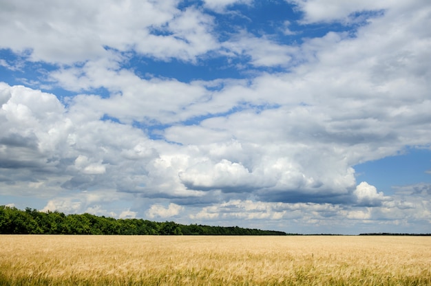 Landschaft mit einem Feld von Weizen, Bäumen und Wolken im blauen Himmel.