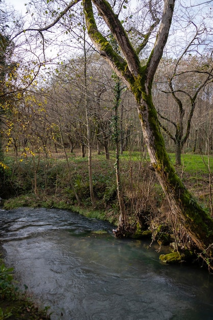 Landschaft mit einem kleinen Bergfluss in tropischen Dickichten im Spätherbst