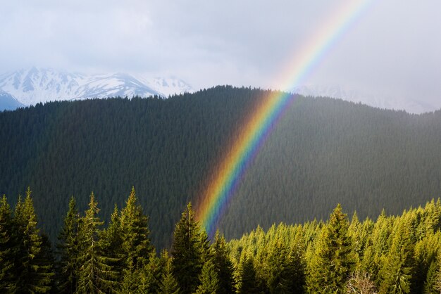 Landschaft mit einem Regenbogen. Frühling in den Bergen. Sonniger Tag. Fichtenwald an den Hängen