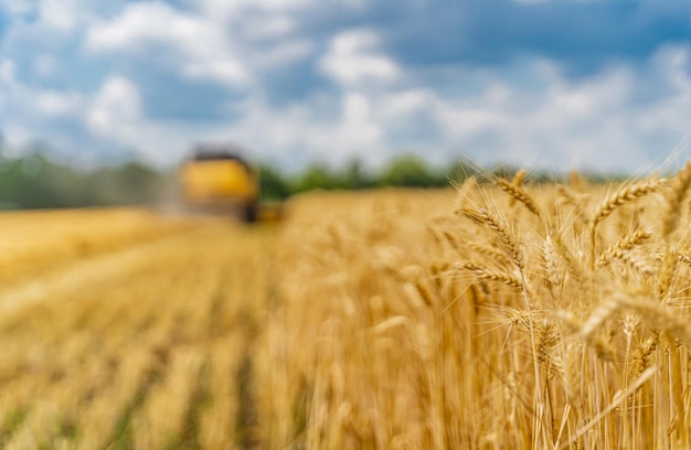 Landschaft mit einem reifen Weizenfeld mit selektivem Fokus. Ernte im Sommer. Gelb kombinieren auf dem unscharfen Hintergrund.