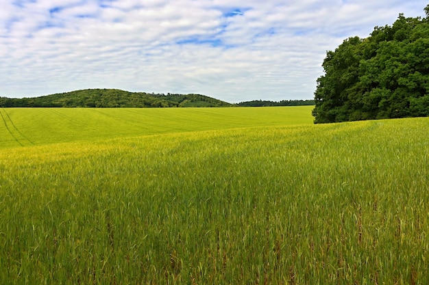 Landschaft mit Feld im Frühling Konzept für Landwirtschaft und Natur Grünes Korn mit Himmel