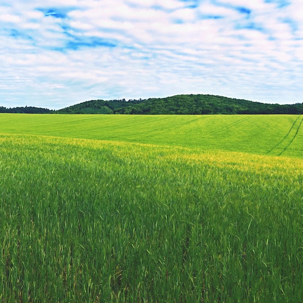 Landschaft mit Feld im Frühling Konzept für Landwirtschaft und Natur Grünes Korn mit Himmel