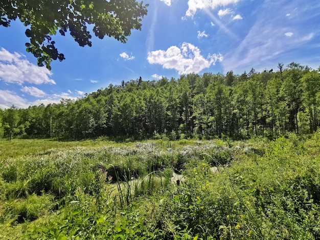 Landschaft mit Feldern und Mischwald bei sonnigem Sommerwetter in Weißrussland