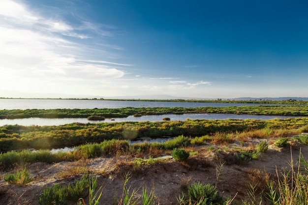 Landschaft mit Flamingos