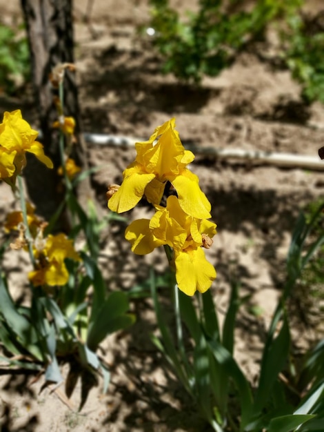 Landschaft mit gelb blühenden Iris-Saisonblumen