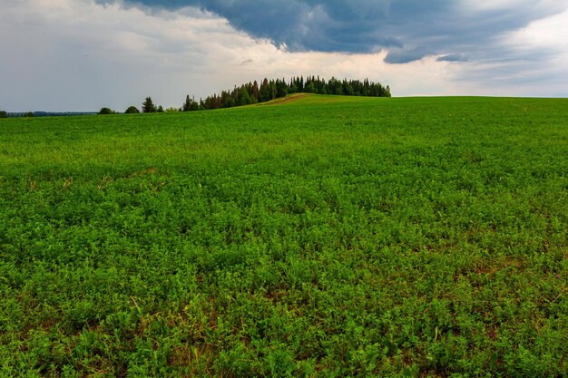 Landschaft mit grünem Feld und Wald vor Gewitter